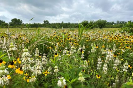 brazos-river-park-sugar-land-tx-77479-landscape