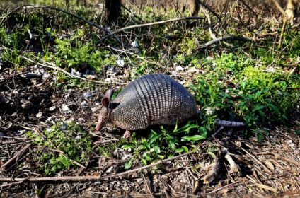brazos-river-park-sugar-land-tx-77479-wildlife