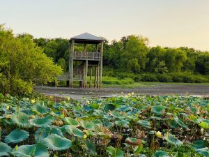 cullinan-park-sugar-land-tx-77498-tourist-attraction-landscape