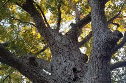 cullinan-park-sugar-land-tx-77498-tourist-attraction-landscape