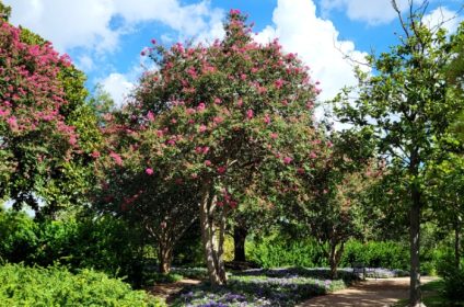 eleanor-tinsley-park-houston-tx-77019-scenery