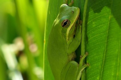 houston-arboretum-nature-center-tx-77024-frog