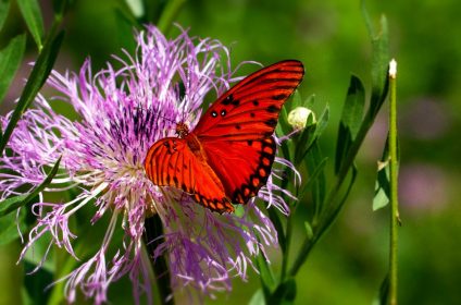 houston-arboretum-nature-center-tx-77024-scenery