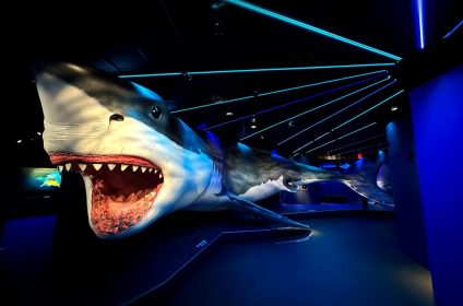 houston-museum-of-natural-science-tx-77030-exhibition