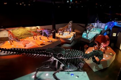 houston-museum-of-natural-science-tx-77030-exhibition