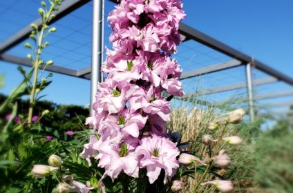 mcgovern-centennial-gardens-houston-tx-77004-plant