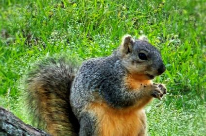 pecan-park-west-sugar-land-tx-77479-wildlife