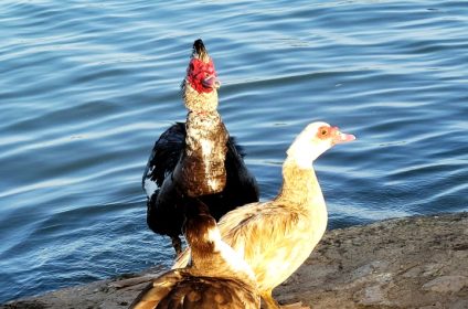 ascarate-park-in-el-paso-tx-79905-muscovy-ducks