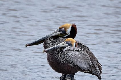bay-area-park-houston-tx-77058-eastern-brown-pelicans