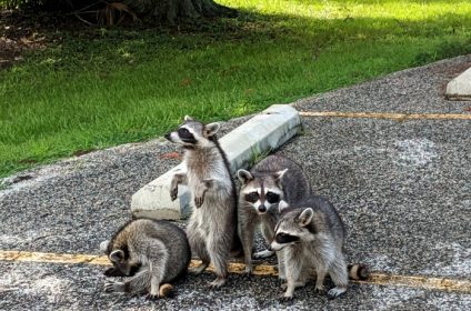 bay-area-park-houston-tx-77058-racoons