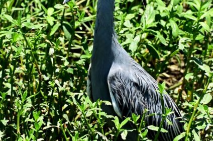 bay-area-park-houston-tx-77058-yellow-crowned-night-heron