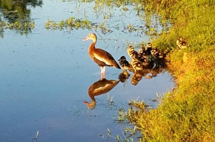 buffalo-bend-nature-park-houston-tx-77011-black-bellied-whistling-ducks