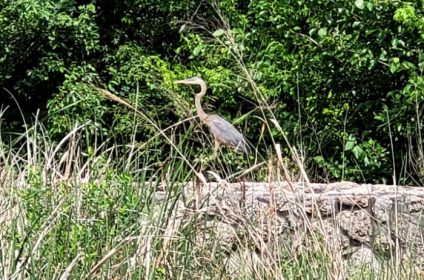 buffalo-bend-nature-park-houston-tx-77011-scenery-stork