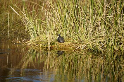 buffalo-bend-nature-park-houston-tx-77011-red-ear-turtle