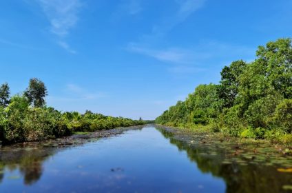 canh-dong-bat-tan-in-long-an-850000-mekong-delta-scenery