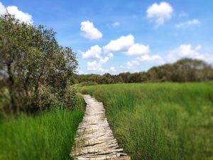 canh-dong-bat-tan-in-long-an-850000-mekong-delta-scenery