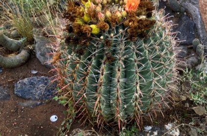 centennial-museum-and-chihuahuan-desert-gardens-in-el-paso-tx-79968-cactus