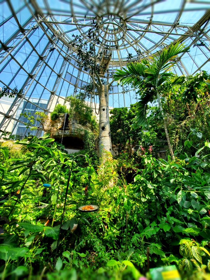 cockrell-butterfly-center-houston-tx-77030-conservatory