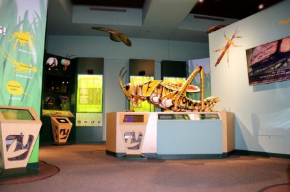 cockrell-butterfly-center-houston-tx-77030-exhibit