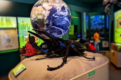 cockrell-butterfly-center-houston-tx-77030-exhibit