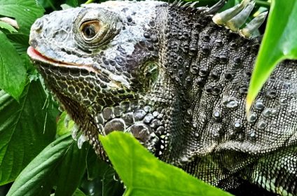 cockrell-butterfly-center-houston-tx-77030-green-iguana