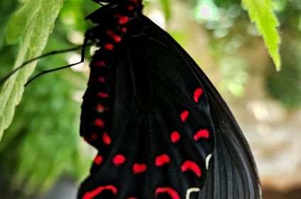 cockrell-butterfly-center-houston-tx-77030-parides-photinus