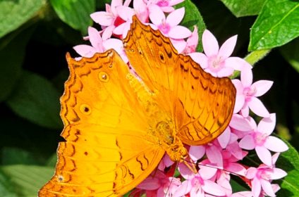 cockrell-butterfly-center-houston-tx-77030-vindula-dejone