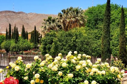 el-paso-municipal-rose-garden-in-tx-79930-garden