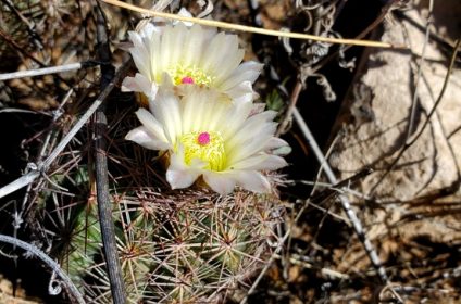 franklin-mountains-state-park-in-el-paso-tx-79930-echinomastus