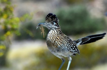 franklin-mountains-state-park-in-el-paso-tx-79930-greater-roadrunner