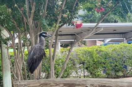 helens-park-houston-tx-77025-yellow-crowned-night-heron