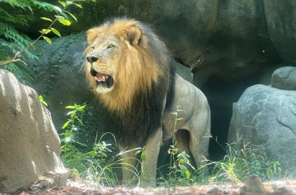 houston-zoo-tx-77030-asiatic-lion