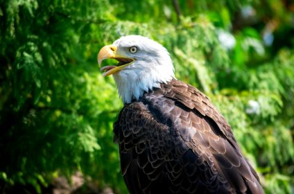 houston-zoo-tx-77030-bald-eagle
