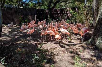 houston-zoo-tx-77030-chilean-flamingoes