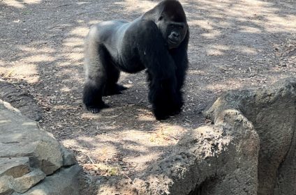 houston-zoo-tx-77030-gorilla