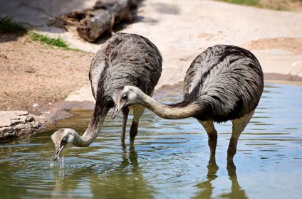 houston-zoo-tx-77030-greater-rheas