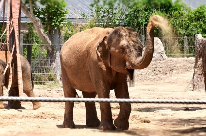 houston-zoo-tx-77030-indian-elephant