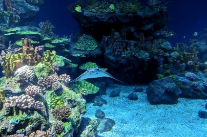 houston-zoo-tx-77030-manta-rays