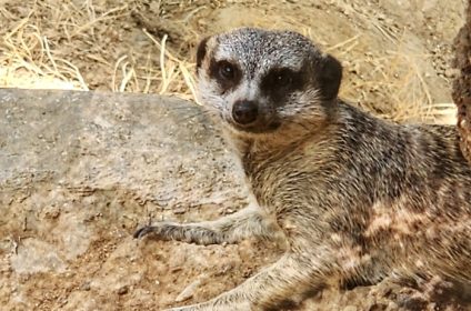 houston-zoo-tx-77030-meerkat