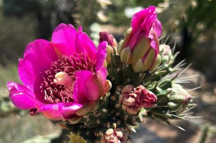 keystone-heritage-park-in-el-paso-tx-79922-tree-cholla