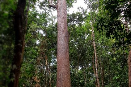 lo-go-xa-mat-national-park-in-tay-ninh-vn-840000-scenery