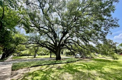 menil-park-houston-tx-77006-scenery