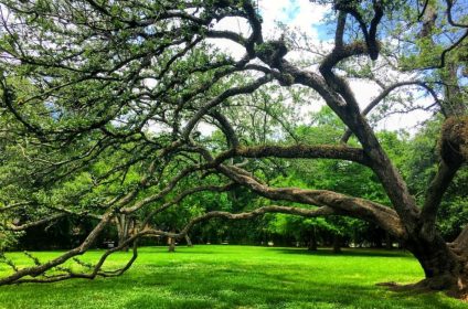 menil-park-houston-tx-77006-scenery