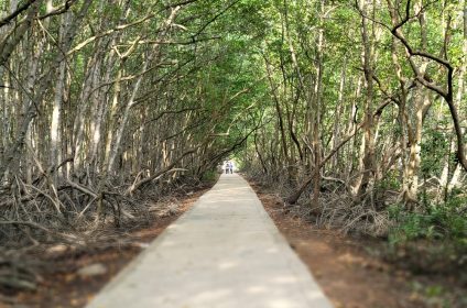 monkey-island-in-can-gio-mangrove-biosphere-reserve-vn-700000-scenery