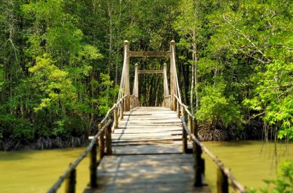 monkey-island-in-can-gio-mangrove-biosphere-reserve-vn-700000-scenery