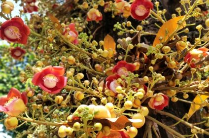 pho-quang-buddhist-temple-in-ho-chi-minh-city-vn-700000-cannonball-tree