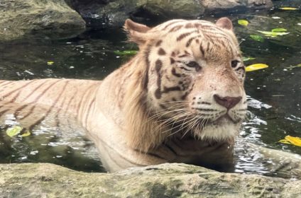 saigon-zoo-and-botanical-garden-in-ho-chi-minh-city-vietnam-bengal-tiger