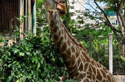 saigon-zoo-and-botanical-garden-in-ho-chi-minh-city-vietnam-giraffe