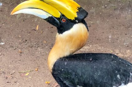 saigon-zoo-and-botanical-garden-in-ho-chi-minh-city-vietnam-great-hornbill