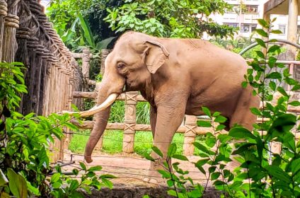 saigon-zoo-and-botanical-garden-in-ho-chi-minh-city-vietnam-indian-elephant
